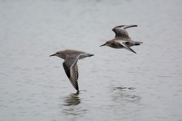 red knot