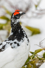 立山に生息するオスの雷鳥