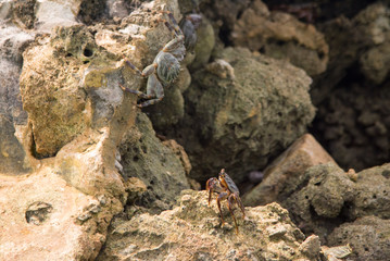 crab on the stone