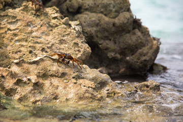 crab on the stone