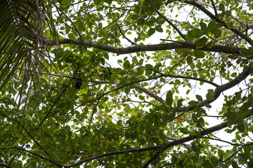 flying Fox
