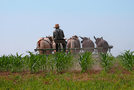 Rear view of Amish farmer working his corn field with a horse drawn tractor barefooted