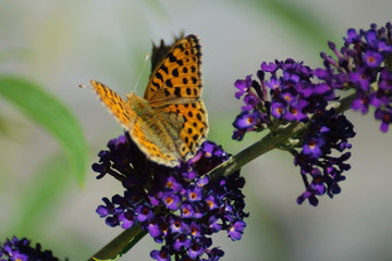 Dostojka latonia © tadzio1964