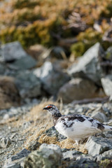 立山に生息するオスの雷鳥