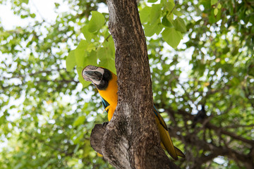 Parrot