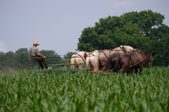 Amish barefoot farmer with a team of horses and mules working his corn field