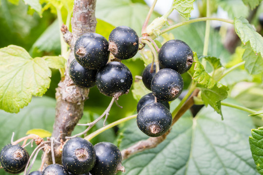 Closeup view of ripe black currant berry on the branch. Ribes divaricatum.