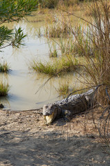 Fototapeta premium Marsh Crocodile in Jakigur, Sistan and Baluchistan, Iran