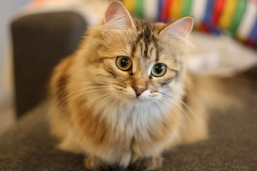 Cute Finnish shorthair kitten