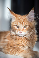 Maine coon