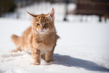 Maine coon 