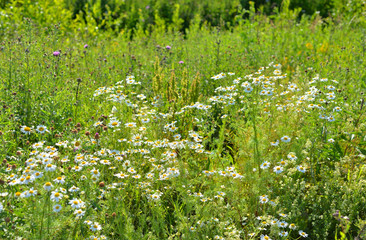 Wild chamomiles at summer.