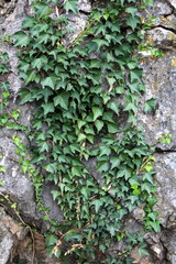 Massive stone wall almost completely covered with crawler plant with thick green leaves