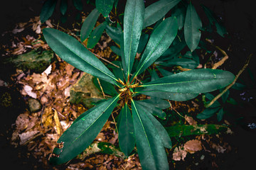 Pennsylvania Rhododendron