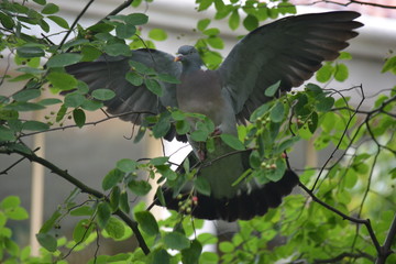 wood pigeon