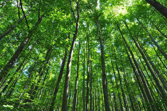 Beech trees green forest environment