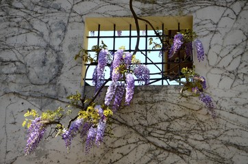Beautiful purple blooming wisteria at bardini garden in Florence, Italy.