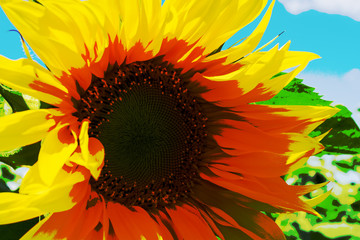 Close-up. Yellow sunflower. blue sky background