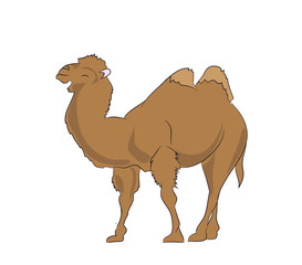 camel, color vector