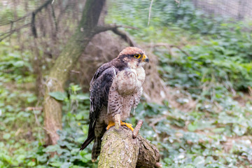 Faucon de Barbarie-Falco pelegrinoides-Barbary Falcon