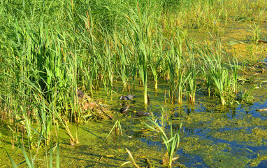 Aquatic plants in swamp.