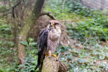 Faucon de Barbarie-Falco pelegrinoides-Barbary Falcon