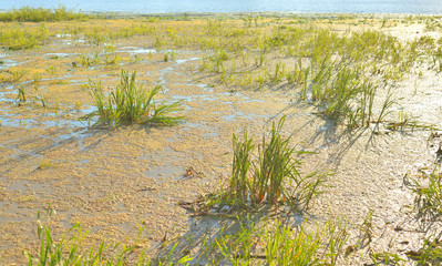 Aquatic plants in swamp.