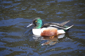 northern shoveler