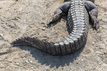 Fototapeta premium Marsh Crocodile in Jakigur, Sistan and Baluchistan, Iran