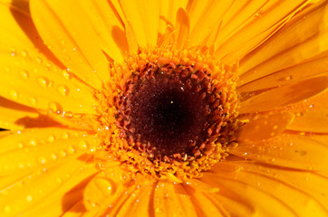 Beautiful yellow (orange) flower background close up.yellow gerbera with dew drops on top.