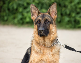 German Shepherd dog looking forward outdoors