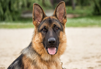 German Shepherd dog looking forward outdoors
