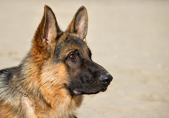 wet dog german shepherd dog on the beach