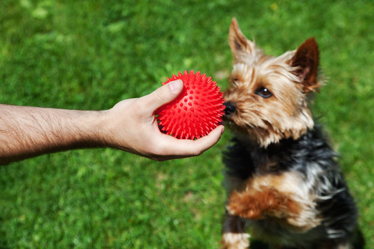 The ball in the hands. A trained dog asking for a ball against a background of green grass.