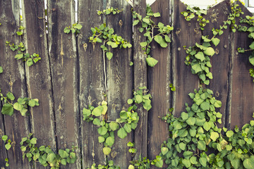 fence overgrown with ivy