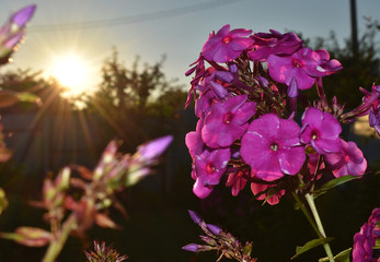 Purple phlox flowers on sunset background