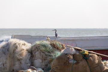 Fototapeta premium Fishing in Gwadar Bay, Sistan and Baluchistan, Iran