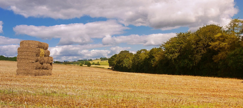 Bales of straw in a stuble field