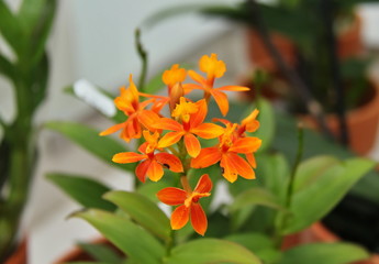 Orange orchid 