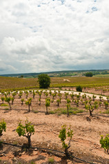 Fototapeta na wymiar Top view, long distance of rows of thirty five year old grapevines on a third generation vineyard on a summer, sunny, cloudy day in the southeast region of wine country of Spain