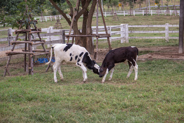 milk cow in farm