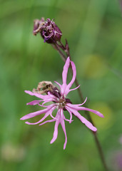 zarte rosa Blüte der Kuckucks Lichtnelke, Hintergrund unscharf in grün