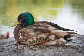 Obraz premium Liegende Ente