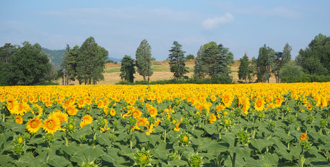 Obraz premium Yellow sunflowers. Wonderful rural landscape of sunflower field in sunny day