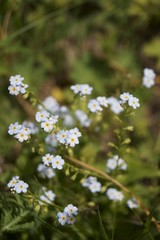 Wild flowers - blue "Water Forget-Me-Not" (Myosotis alpestris)