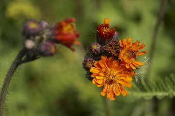Wild flowers - orange hawkweed (Hieracium aurantiacum)
