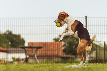 Dog run Beagle fun and jumping