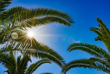 Fototapeta na wymiar Summer background of palm trees against blue sky with bright sun rays shines through green leaves