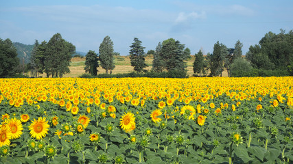 Yellow sunflowers. Wonderful rural landscape of sunflower field in sunny day