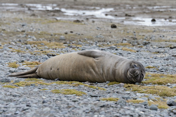 Elephant seal on beach